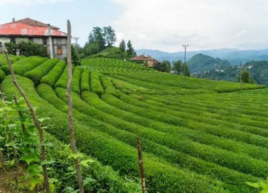 Tea plantations in Rize on Turkey's Black Sea coast